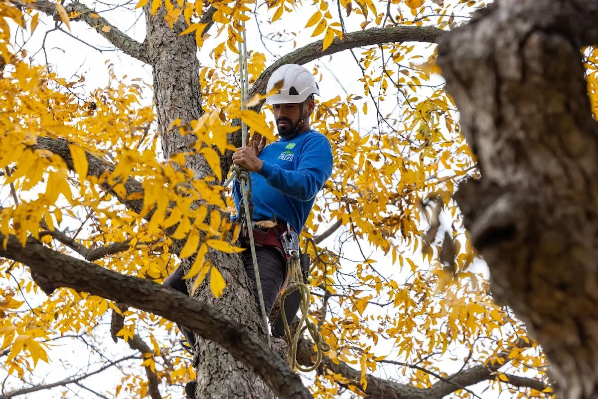 Skilled Tree Transplanting crew working in Accident