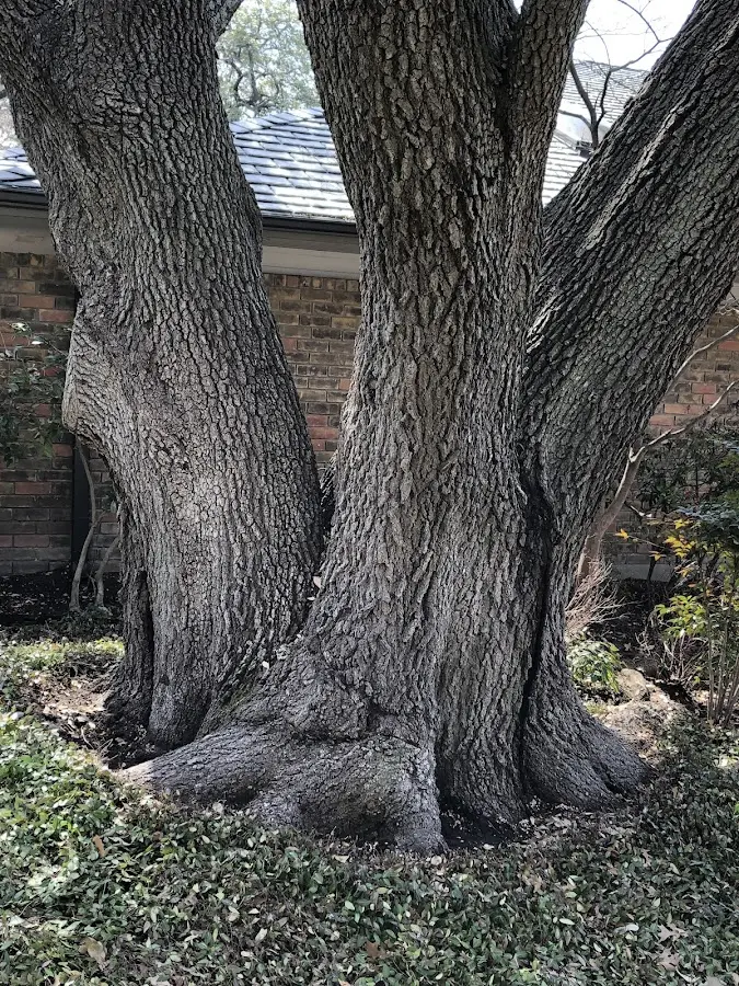 Mature heritage tree close to a Accident property cared for by certified arborists